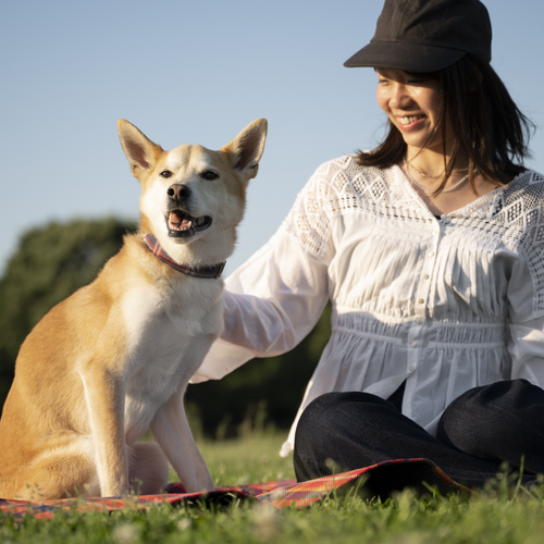 Articulaciones sanas en perros adultos: guía práctica para cuidarlas día a día