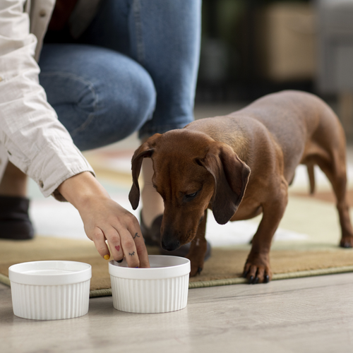 Nutrición natural para perros: cómo empezar sin improvisar