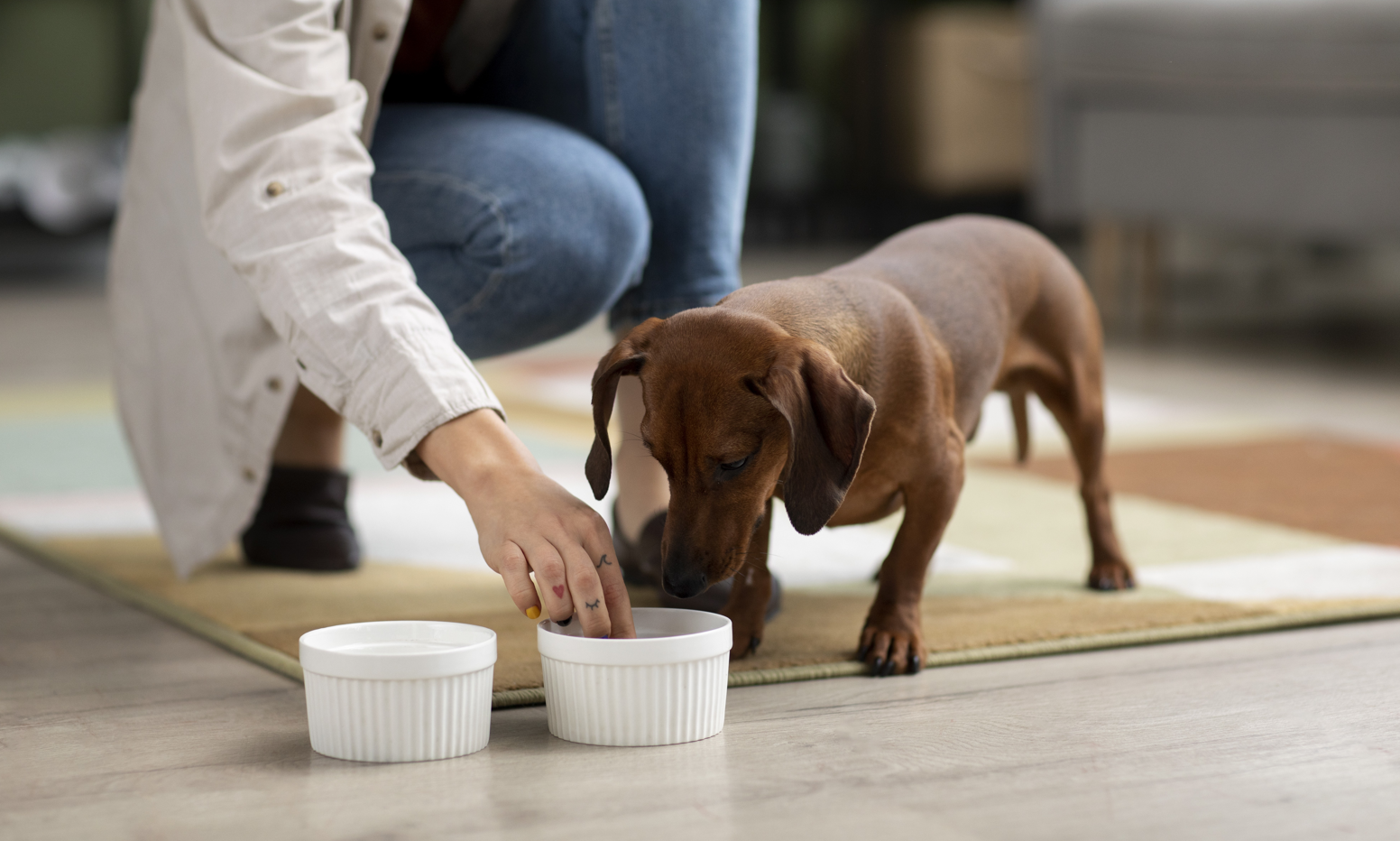 Nutrición natural para perros: cómo empezar sin improvisar